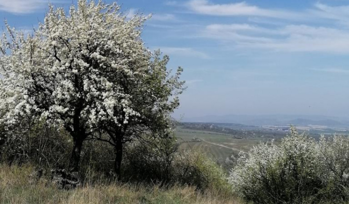 2. fotografia fotogalérie Jar 2020