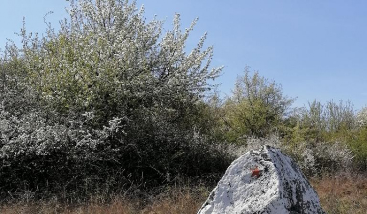 4. fotografia fotogalérie Jar 2020