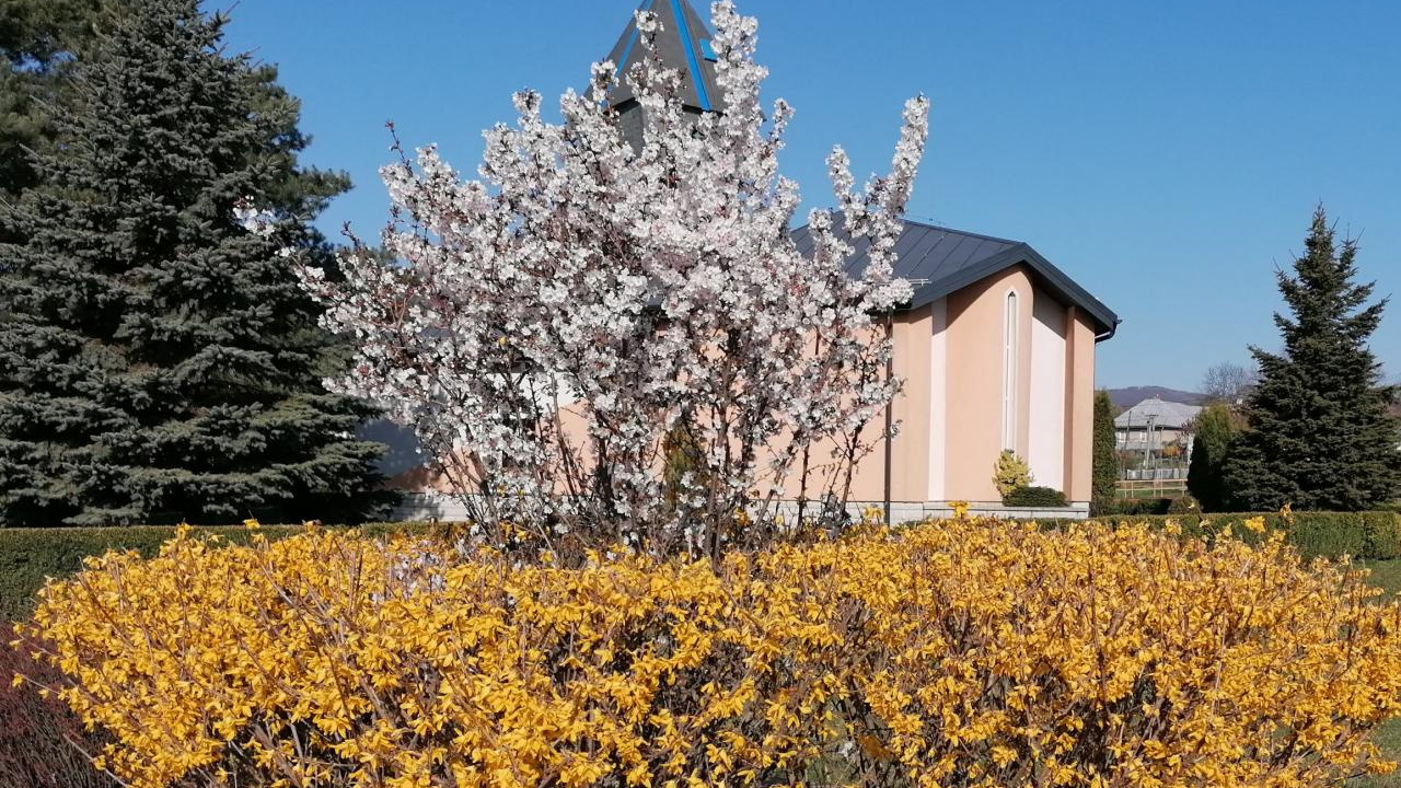 Fotografia fotogalérie čaro kvetov