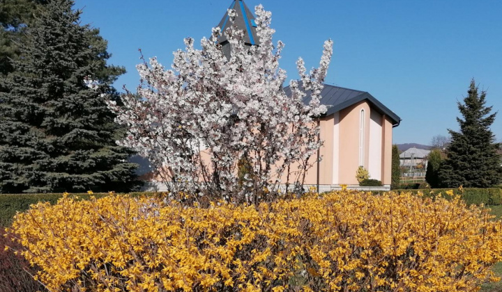1. fotografia fotogalérie čaro kvetov
